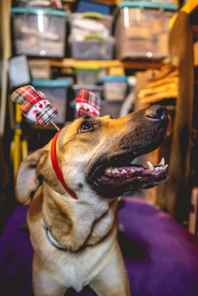 Festlicher Schäferhund mit strahlendem Lächeln und weihnachtlichem Stirnband - Foto, Bild
