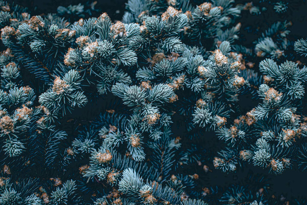 Green branches of a pine tree close-up, short needles of a coniferous tree green background, texture of needles of a Christmas tree. Blue spruce, fir tree brunch texture. High quality photo. - Foto, Imagem
