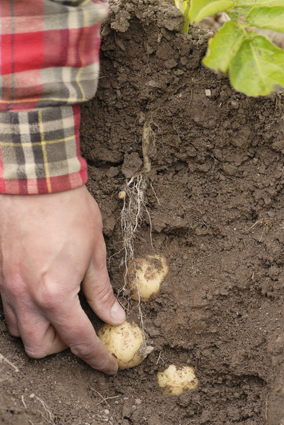 Одна людина збирання перший Картопля середньостигла (Свіфт) - Фото, зображення