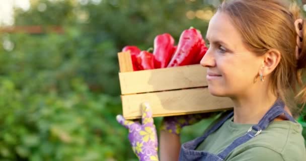 Μια νεαρή αγρότισσα κουβαλάει ένα ξύλινο κουτί κόκκινες πιπεριές το ηλιοβασίλεμα. Συγκομιδή ώριμων λαχανικών. Βιολογικά προϊόντα συγκομιδής. Υψηλής ποιότητας 4k πλάνα - Πλάνα, βίντεο