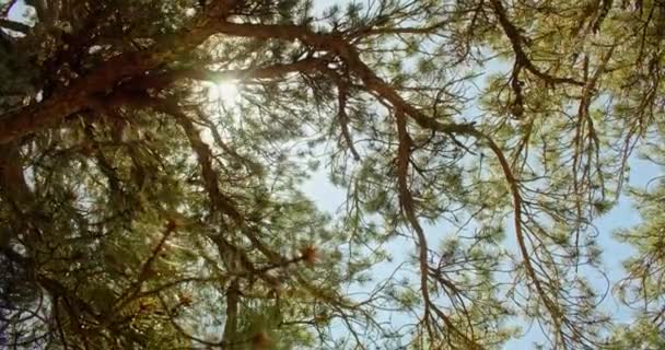 Close Up Pine Needle and Branch Texture: Immersive Nature Experience. Filmati 4k di alta qualità - Filmati, video