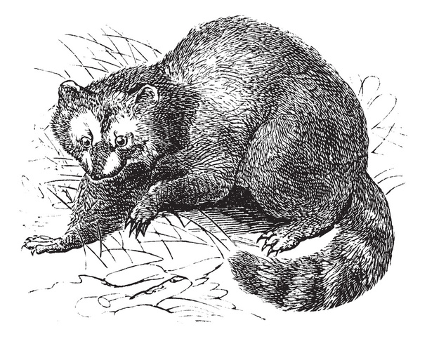 Raccoon or Procyon lotor vintage engraving - Vector, Image