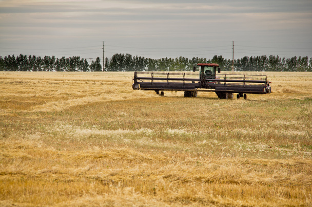 kombajn v pšeničné pole - Fotografie, Obrázek