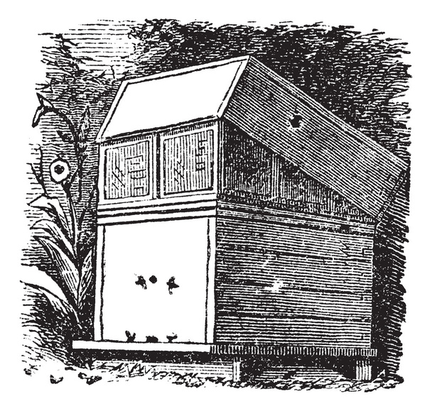 Arı kovanı ya da arı kovanı antika gravür - Vektör, Görsel