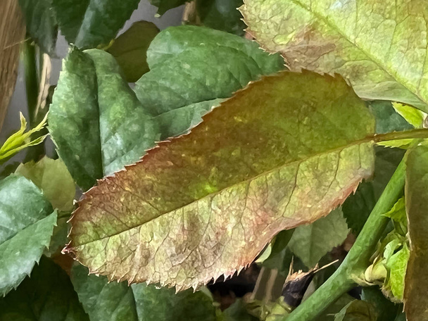 葉とペタルの表面に焼かれたバラのボトリーティス明るい病気,灰色の茶色の真菌の成長 - 写真・画像