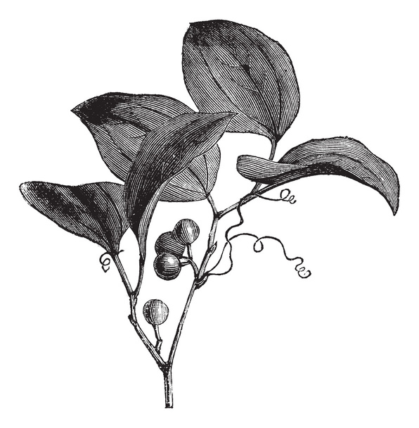 Incisione comune Greenbriar o Smilax rotundifolia vintage
 - Vettoriali, immagini
