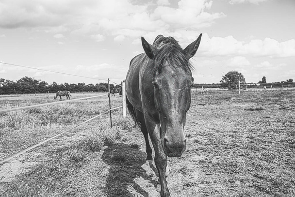 芝生の牧草地の囲いの中に放牧する馬.ライディングスクール. 高品質の写真 - 写真・画像