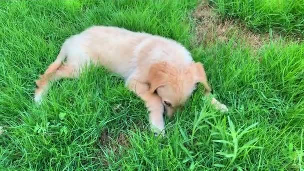 .Lindo cachorro Golden Retriever tendido y jugando en la hierba. Perro de 3 meses. - Metraje, vídeo