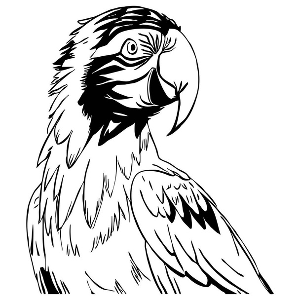 Parrot . Black and white graphics. Logo design for use in graphics. T-shirt print, tattoo design.   - Photo, Image