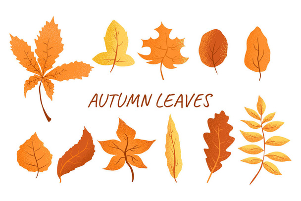 Őszi levelek. sárga, piros, narancs, barna levelek. Elszigetelve, fehér háttérrel. Kézzel húzott vektor őszi levelek.lezuhant száraz levelek. Készletvektor-illusztráció - Vektor, kép