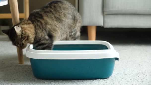 Un gatto domestico pulisce la toilette, scava la lettiera nel vassoio con la zampa. - Filmati, video