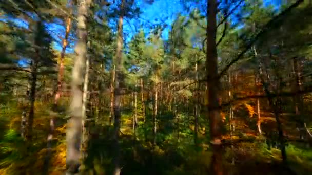 FPV-Drohne fliegt sanft durch den Herbstwald. - Filmmaterial, Video