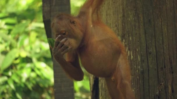 Verbazingwekkende close-up van orang oetan welp eten van fruit - Video