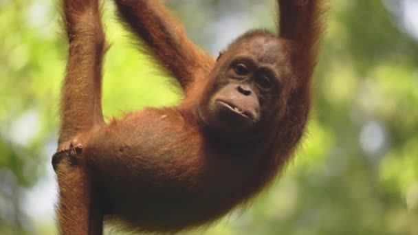 Verbazingwekkende close-up van orang oetan welp eten van fruit - Video
