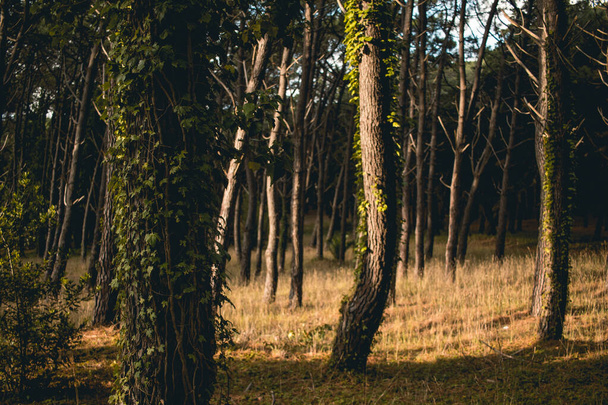 Gün boyunca ağaçlarla dolu doğal orman - Fotoğraf, Görsel