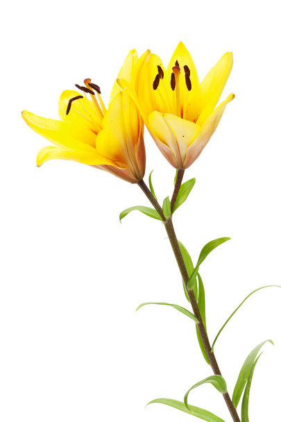 sárga liliom virágok - Fotó, kép