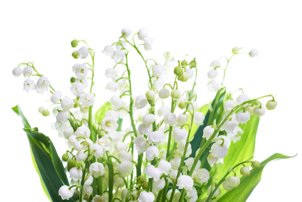 Lilies of the valley bouquet - Photo, Image