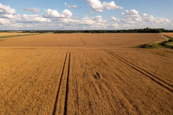 Drohnenaufnahmen von Weizenfeldern während des bewölkten Sommertages - Foto, Bild