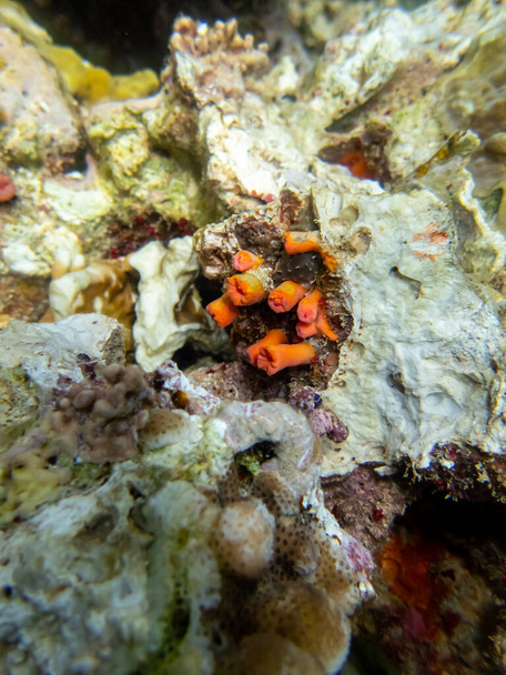 Piękni mieszkańcy podwodnego świata na rafie koralowej Morza Czerwonego - Zdjęcie, obraz
