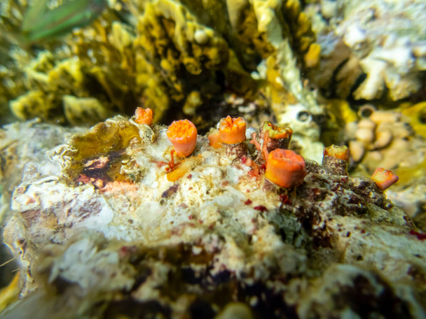 Piękni mieszkańcy podwodnego świata na rafie koralowej Morza Czerwonego - Zdjęcie, obraz
