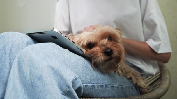 Γυναίκα Executive Χρησιμοποιώντας Laptop με Yorkshire Terrier δίπλα της. κοντινό πλάνο. - Πλάνα, βίντεο