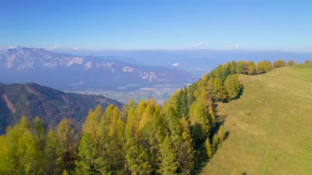 AERIAL: alerces de color dorado en una cresta montañosa con vistas al valle. Tonos otoñales vibrantes en una naturaleza alpina prístina que brilla en un día soleado. Hermosas vistas del paisaje de montaña en otoño. - Metraje, vídeo