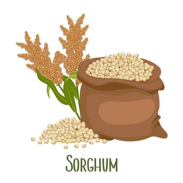 Ensemble de grains de sorgho et d'épillets. Plante de sorgho, grains de sorgho dans un sac. Agriculture, éléments de conception, vecteur - Vecteur, image