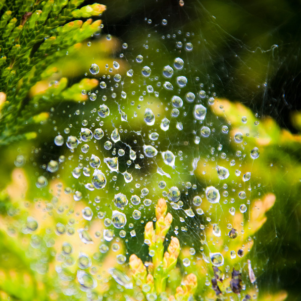 Drops of dew close up - Фото, изображение