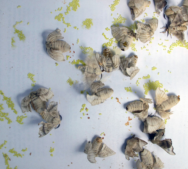 πολλές πεταλούδες ωοτοκίας αυγά μεταξοσκώληκα - Φωτογραφία, εικόνα