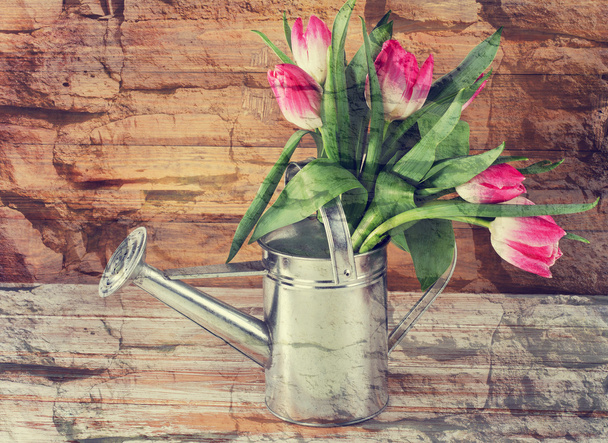 Tulips in watering can - Photo, image