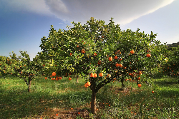 Апельсини Сицилії на дереві - Фото, зображення