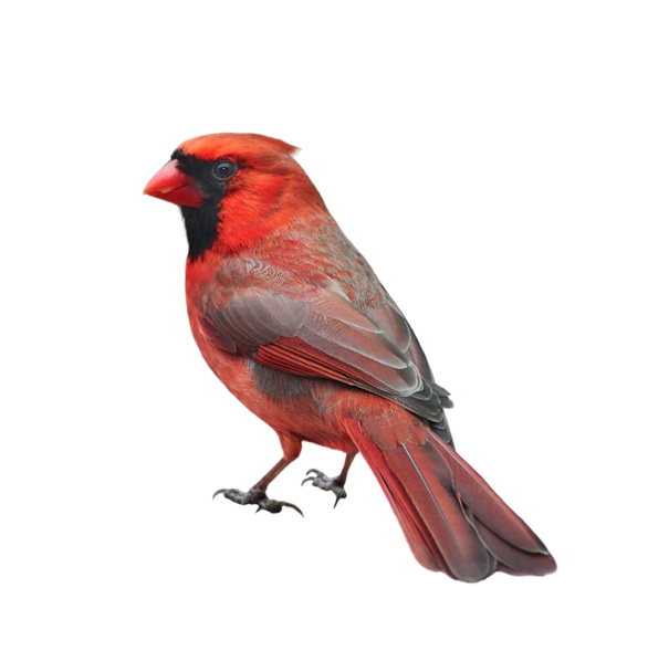 Male northern cardinal - Фото, изображение