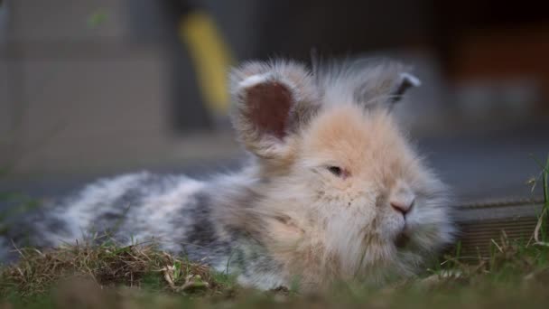 Des images de 8k avec le gros plan d'un lapin de race Lionhead couché sur l'herbe dans la cour arrière. Pas de peuple - Séquence, vidéo