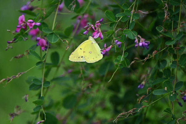 An Eastern pale clouded yellow ( Colias erate ). Lepidoptera Pieridae. It flies from May to September and feeds on legumes. - Photo, Image