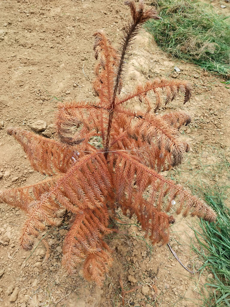 hoop pine or Araucaria cunninghamii, colonial pine, Moreton Bay, Richmond River, dorrigo in garlic file - Photo, Image