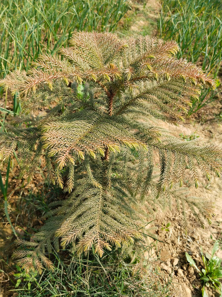 hoop pine or Araucaria cunninghamii, colonial pine, Moreton Bay, Richmond River, dorrigo in garlic filed. - Photo, Image