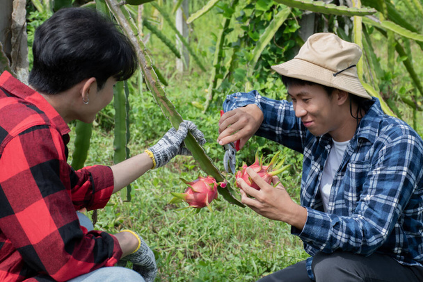 Jonge Aziatische fruittuinman gebruikt een snoeischaar om pitahaya, pitaya fruit of drakenfruit uit brunches te snijden in zijn eigen tuin, jong slim tuinman concept. - Foto, afbeelding