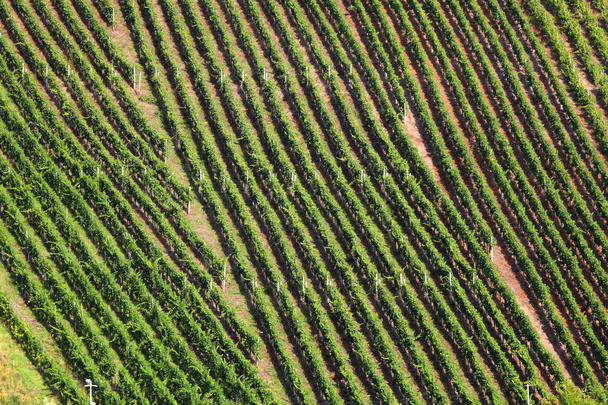 Aerial view over a vineyard - Foto, Bild