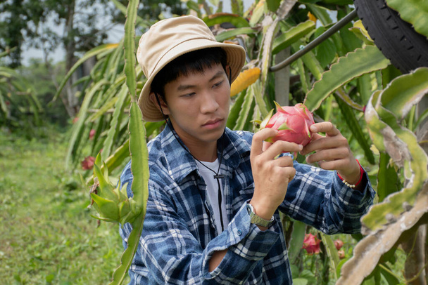 Jovem jardineiro de frutas asiático está usando tesoura de poda para cortar pitahaya, pitaya frutas ou frutas de dragão de brunches em seu próprio jardim, conceito de jardineiro inteligente jovem. - Foto, Imagem