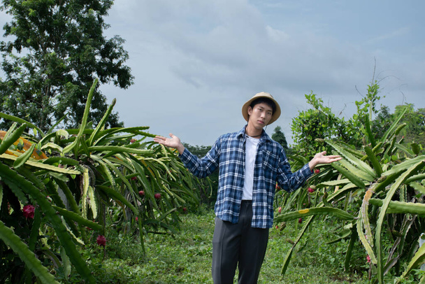 Junger asiatischer Obstgärtner schneidet Pitahaya, Pitaya-Früchte oder Drachenfrüchte von Brunches im eigenen Garten mit der Schnittschere, junges, intelligentes Gärtnerkonzept. - Foto, Bild