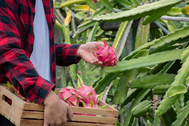 Aprender a colher e colher frutos pitaya usando tesouras de poda de estudante universitário asiático no jardim pitaya local, oficina de conceito jovem agricultor de frutas, foco suave e seletivo. - Foto, Imagem