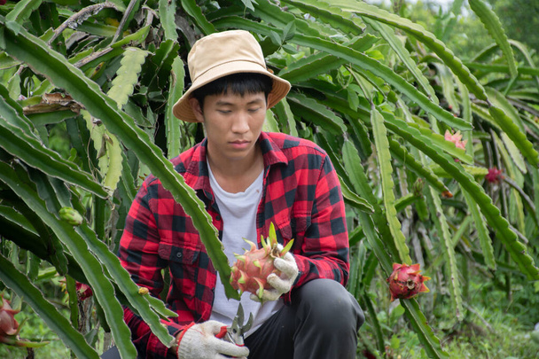 Młody azjatycki ogrodnik używa nożyczek do przycinania pitahaya, owoców pitaya lub smoczych owoców z brunche w jego własnym ogrodzie, koncepcja młody inteligentny ogrodnik. - Zdjęcie, obraz