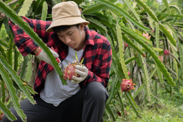 Junger asiatischer Obstgärtner schneidet Pitahaya, Pitaya-Früchte oder Drachenfrüchte von Brunches im eigenen Garten mit der Schnittschere, junges, intelligentes Gärtnerkonzept. - Foto, Bild