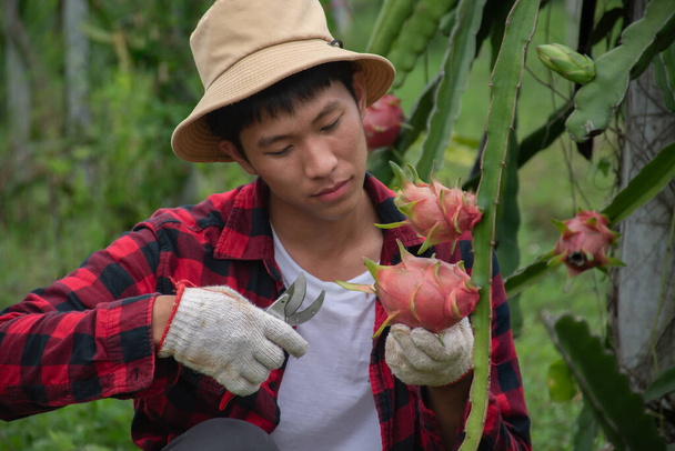 Obstgärtner mit Schnittschere und Ernte oder Ernte von Drachen-, Pitaya- oder Pitahaya-Früchten im eigenen Obstgarten, weich und selektiv ausgerichtet. - Foto, Bild