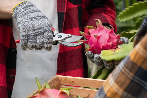 Ogrodnik owocowy trzymający nożyczki do przycinania i zbierający lub zbierający owoce smoka, pitaya lub pitahaya we własnym ogrodzie owocowym, miękkie i selektywne ukierunkowanie. - Zdjęcie, obraz