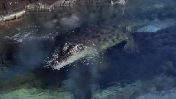 Crocodile swim on a lake. High quality 4k footage - Materiał filmowy, wideo