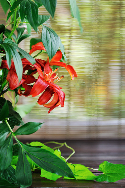 Foliage spa background - Foto, Bild
