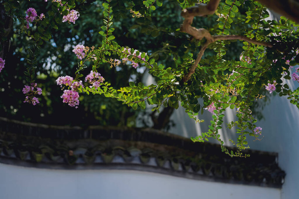 Violetti myrtti kukkia Kiinan puutarhoissa lopussa kesällä - Valokuva, kuva