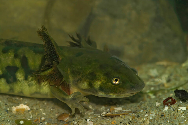 Detailed closeup on a large aquatic larvae of the Barred tiger salamander, Ambystoma mavortium already showing it's adult coloration - Photo, Image