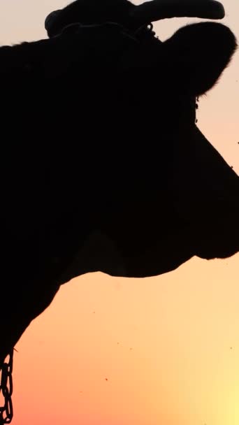 Silhouette della testa di una mucca cornuta in piedi sullo sfondo del tramonto. Una tavolozza di colori rossi in natura. Animali e natura. Video verticale - Filmati, video
